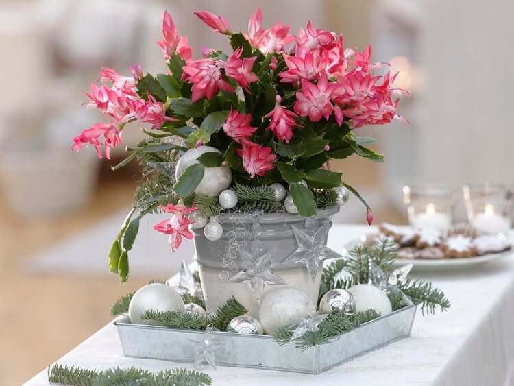 comment nourrir le Schlumbergera cactus Noel pour stimuler la floraison