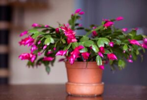 comment prendre soin d'un cactus de noël depolluant achat nom couleur fiche entretien