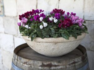 comment soigner cultiver planter entretenir arroser un cyclamen en pot intérieur extérieur hiver