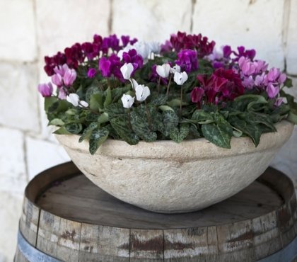 comment soigner cultiver planter entretenir arroser un cyclamen en pot intérieur extérieur hiver