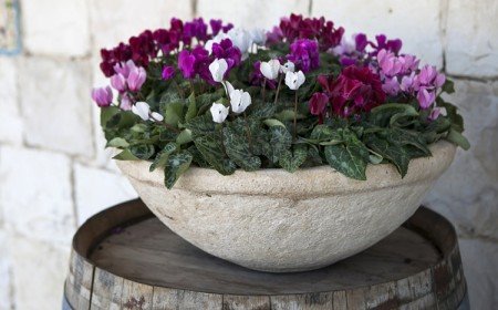 comment soigner cultiver planter entretenir arroser un cyclamen en pot intérieur extérieur hiver