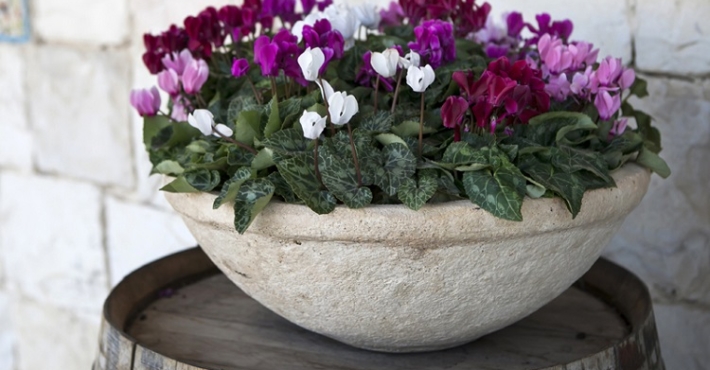 comment soigner cultiver planter entretenir arroser un cyclamen en pot intérieur extérieur hiver