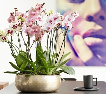 comment soigner une orchidée Phalaenopsis aphrodite
