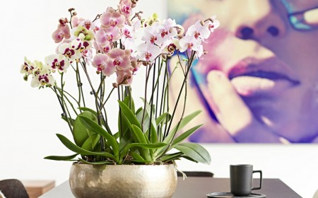 comment soigner une orchidée Phalaenopsis aphrodite