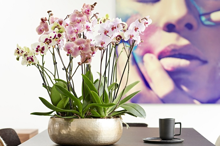 comment soigner une orchidée Phalaenopsis aphrodite