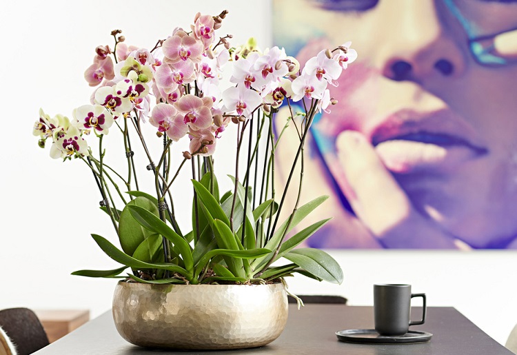 Phalaenopsis aphrodite : soins d'entretien, floraison, rempotage et  multiplication des orchidées