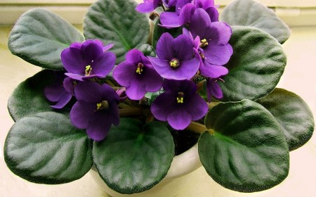 conseils plante saintpaulia double entretien arrosage en pot extérieur intérieur