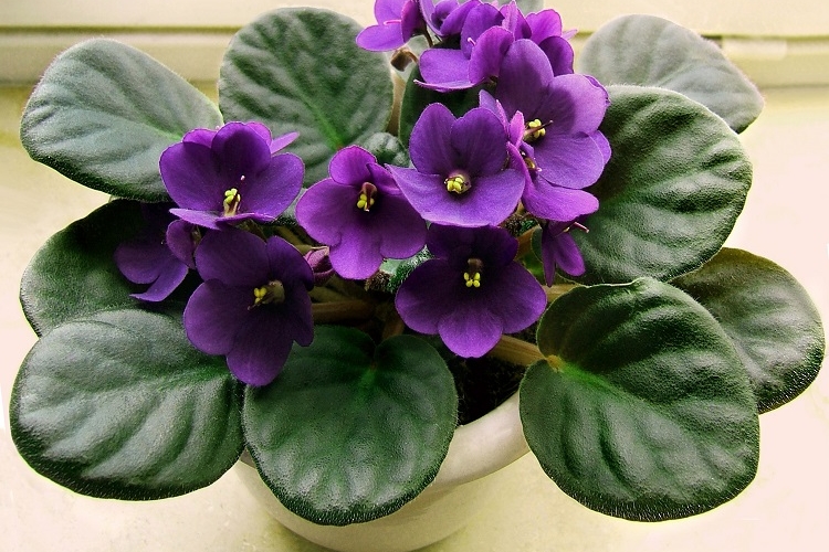 conseils plante saintpaulia double entretien arrosage en pot extérieur intérieur