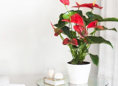 conseils pour bien entretenir un anthurium andreanum