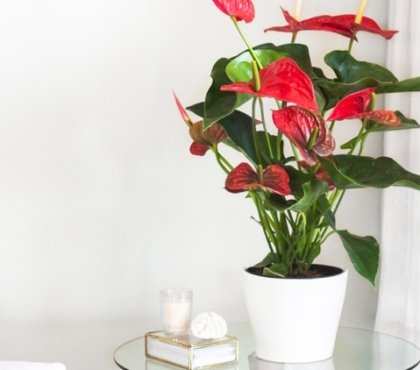 conseils pour bien entretenir un anthurium andreanum