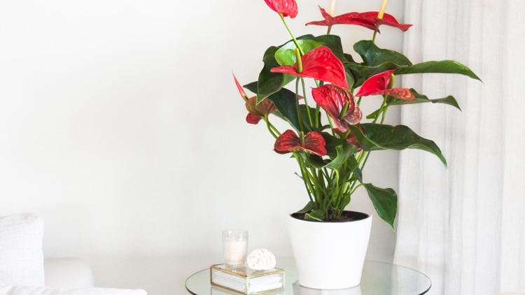 conseils pour bien entretenir un anthurium andreanum