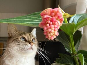 entretien de la medinilla magnifica