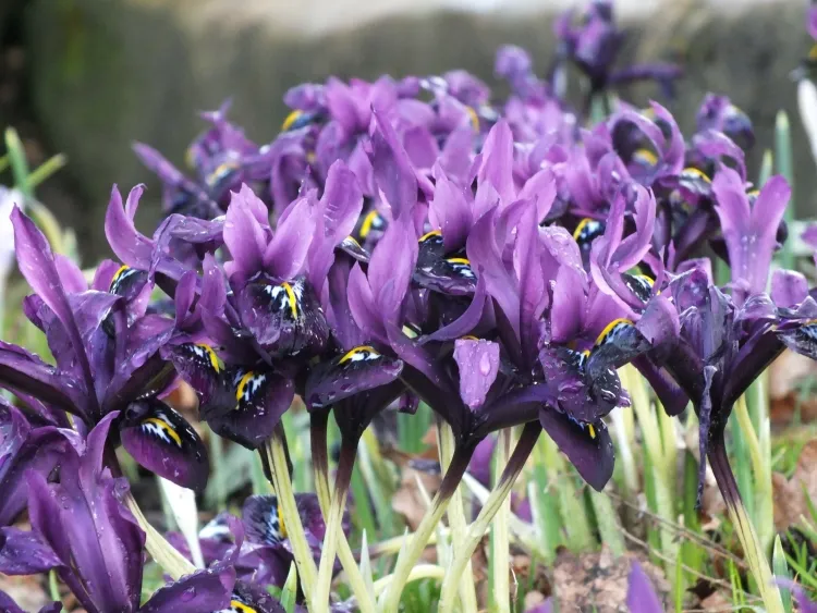 fleur d'hiver à bulbe iris nains