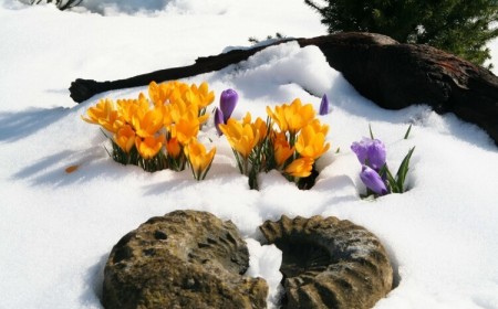 fleurs à bulbes d'hiver