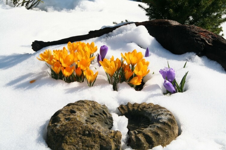 fleurs à bulbes d'hiver