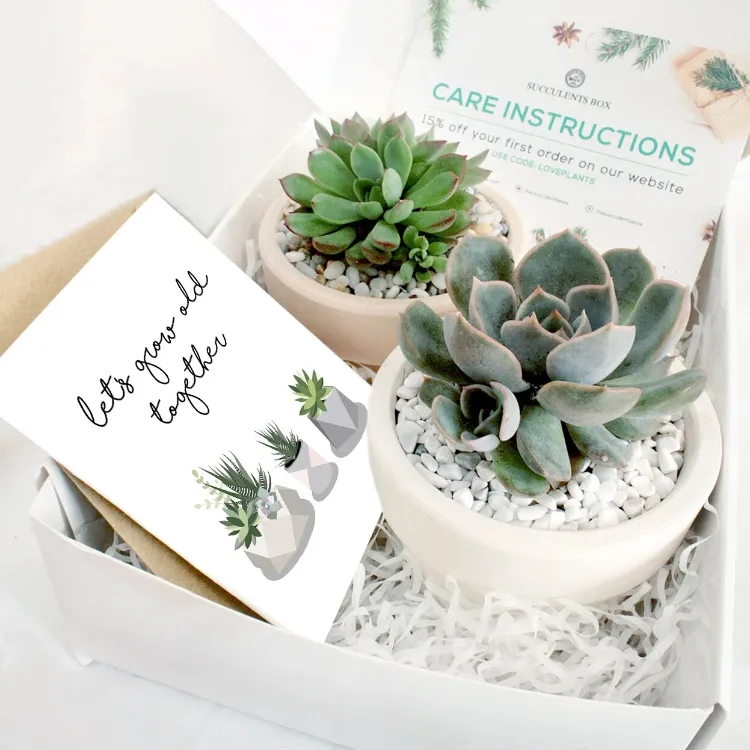 idée cadeau anniversaire pour sa copine 18 ans box plantes succulentes