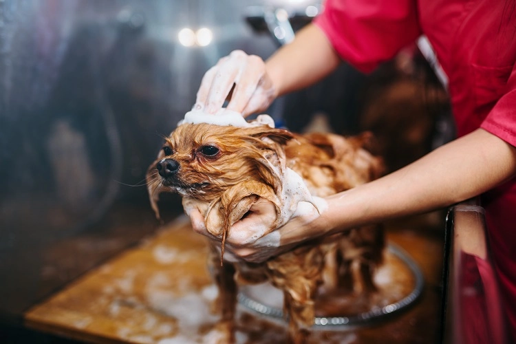 Lavez vos chiens pour réduire la poussière