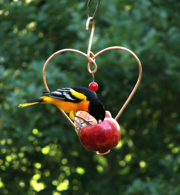 mangeoire oiseaux DIY fruits frais pomme rouge attirer espèces exotiques