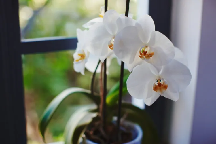 orchidee entretien phalaenopsis aphrodite soins floraison multiplication