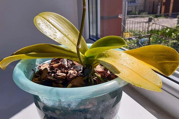 orchidée avec des feuilles jaunes brulées par le soleil comment la sauver