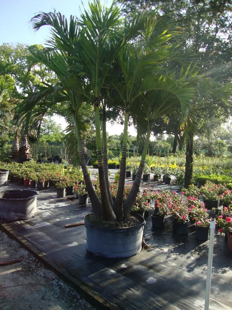 palmier aréca dypsis lutescens extérieur