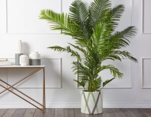 palmier aréca dypsis lutescens vert