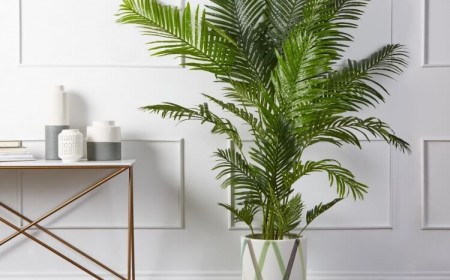 palmier aréca dypsis lutescens vert