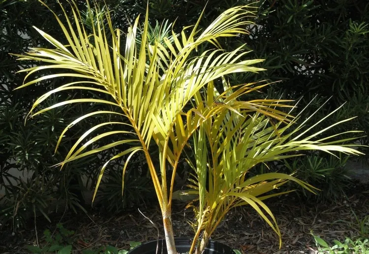 palmier aréca extérieur maladies