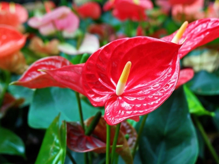 plante anthurium fleurs rouges vue de près