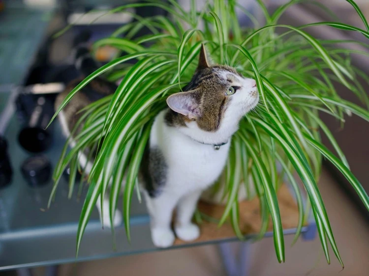 plante araignée toxique pour les chats