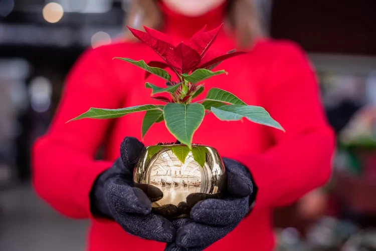 plante de noel a feuille rouge étoile de Noël que faire pour refleurir instructions et conseils de soins en automne