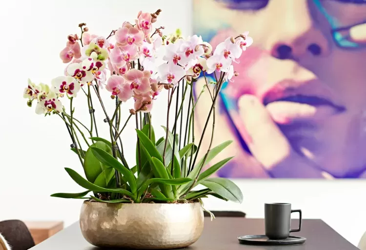 plante orchidee phalaenopsis aphrodite entretien