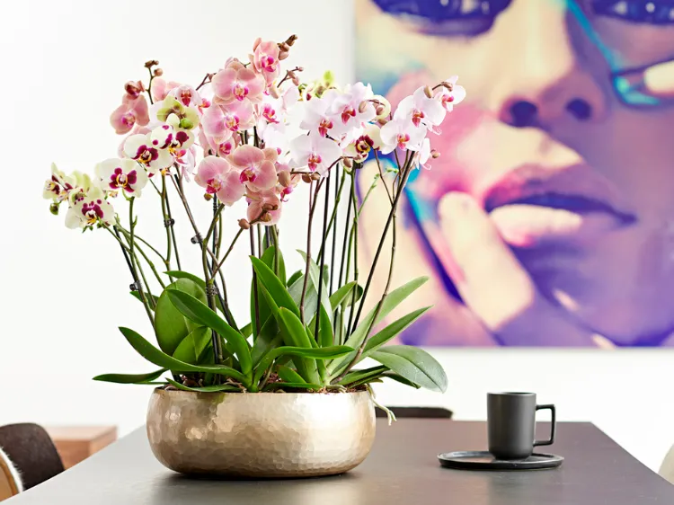 Phalaenopsis aphrodite : soins d'entretien, floraison, rempotage et  multiplication des orchidées