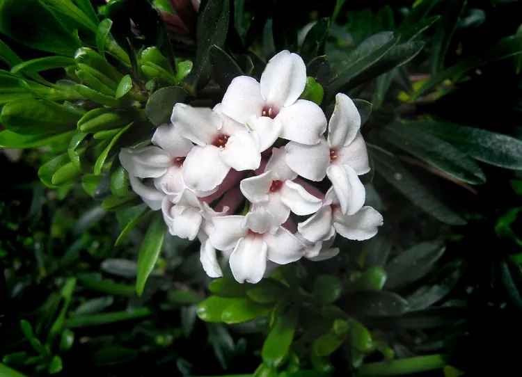 plantes à fleurs d'hiver daphné