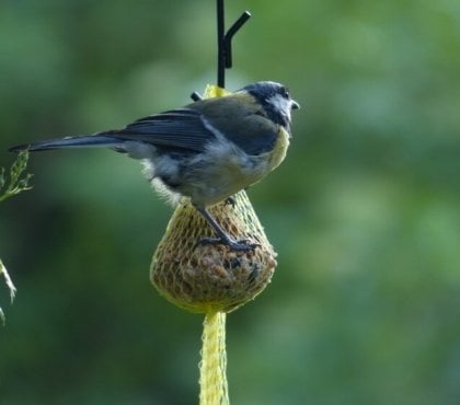 quelles graines pour les oiseaux