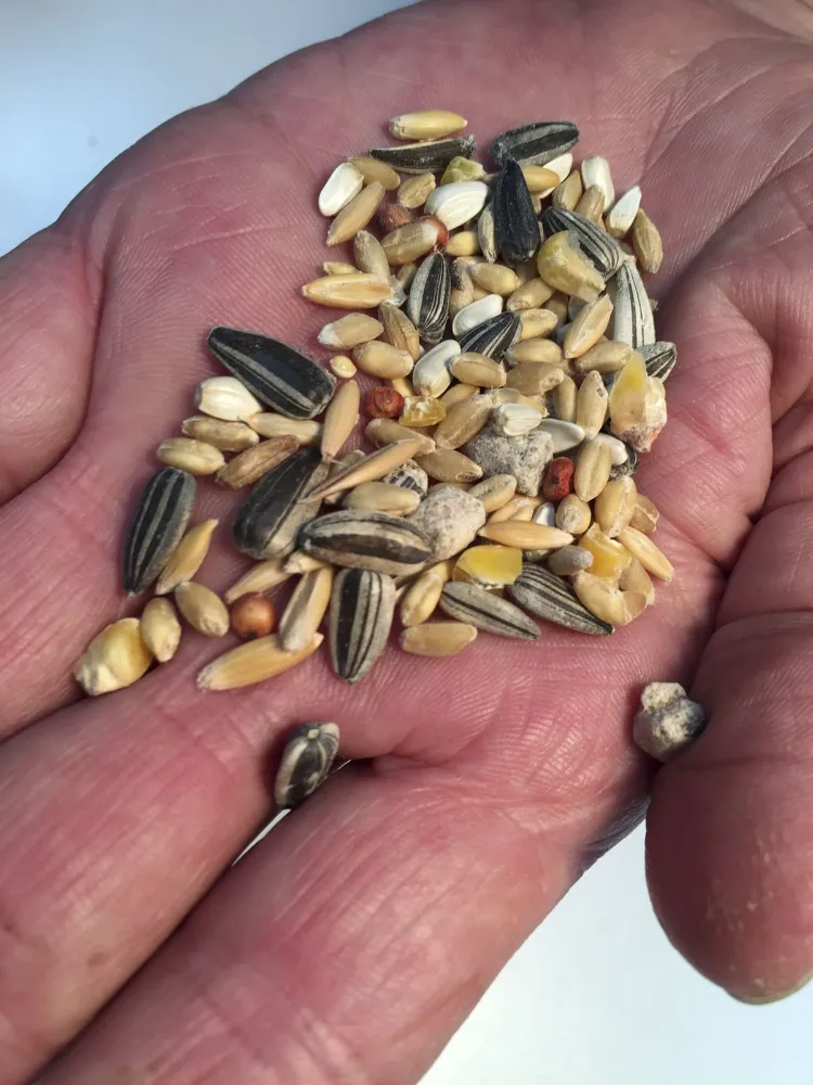 quelles graines utiliser mangeoire oiseaux DIY mélange graines céréales