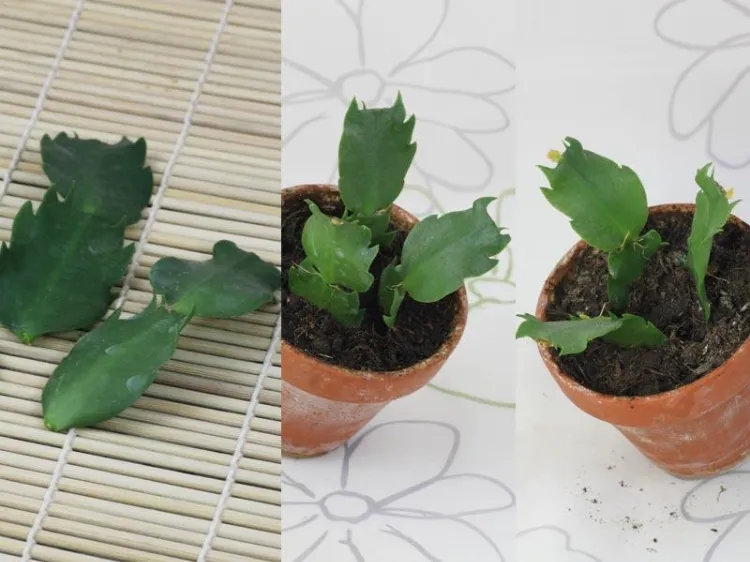 rempotage cactus de noel comment faire des boutures