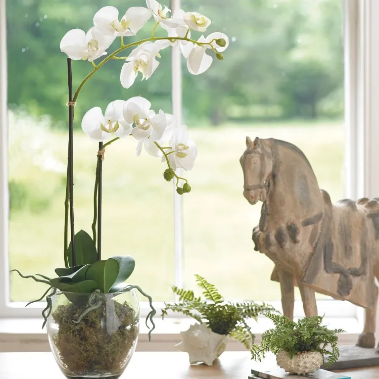 soins orchidée phalaenopsis en pot entretien arrosage exposition floraison