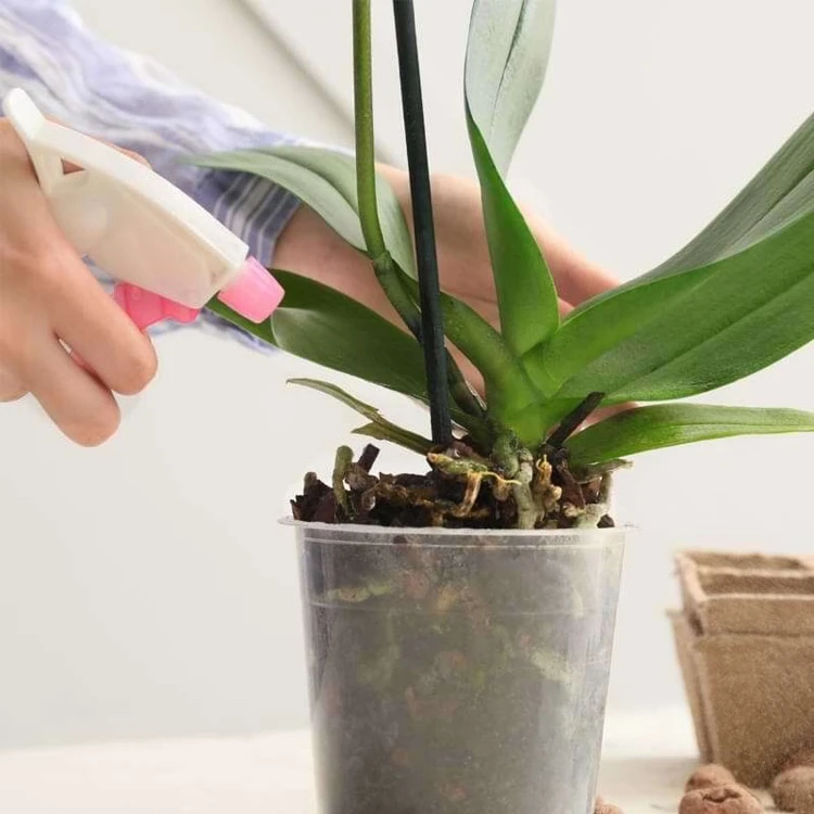 vaporiser feuilles et racines de l orchidée pour restaurer humidité