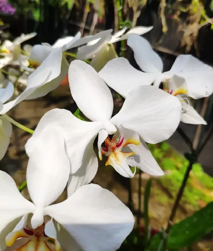 variete orchidee phalaenopsis aphrodite floraison comment faire refleurir son orchidée