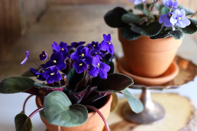 violette africaine plante saintpaulia entretien en pot arrosage rempotage taille