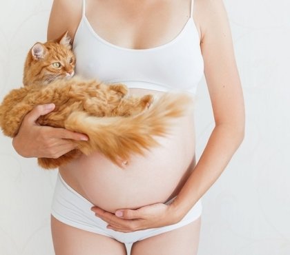 Chat femme enceinte toxoplasmose