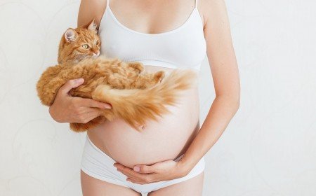 Chat femme enceinte toxoplasmose