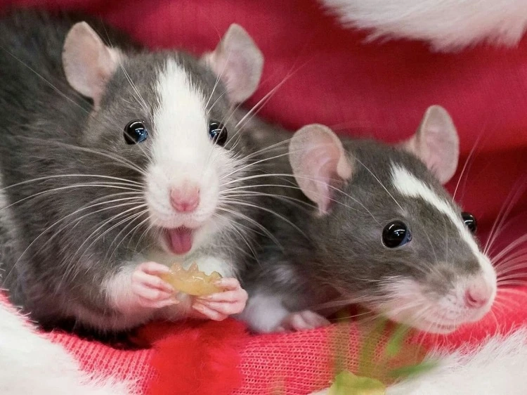 Deux gros rats mangent de la bouffe