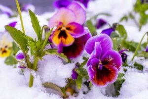 Fleur d'hiver extérieure à mettre en pot