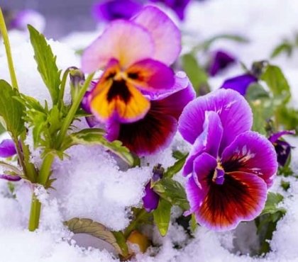 Fleur d'hiver extérieure à mettre en pot