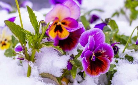 Fleur d'hiver extérieure à mettre en pot