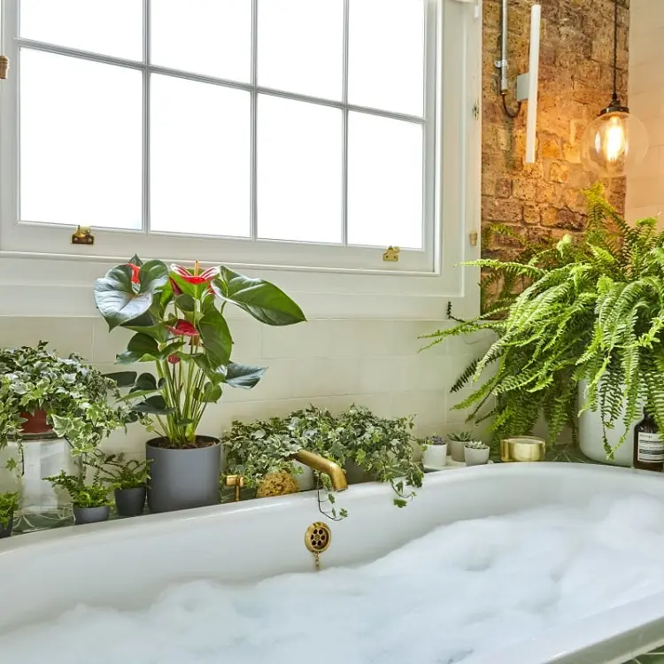 Plantes vertes pour une salle de bain bien éclairée
