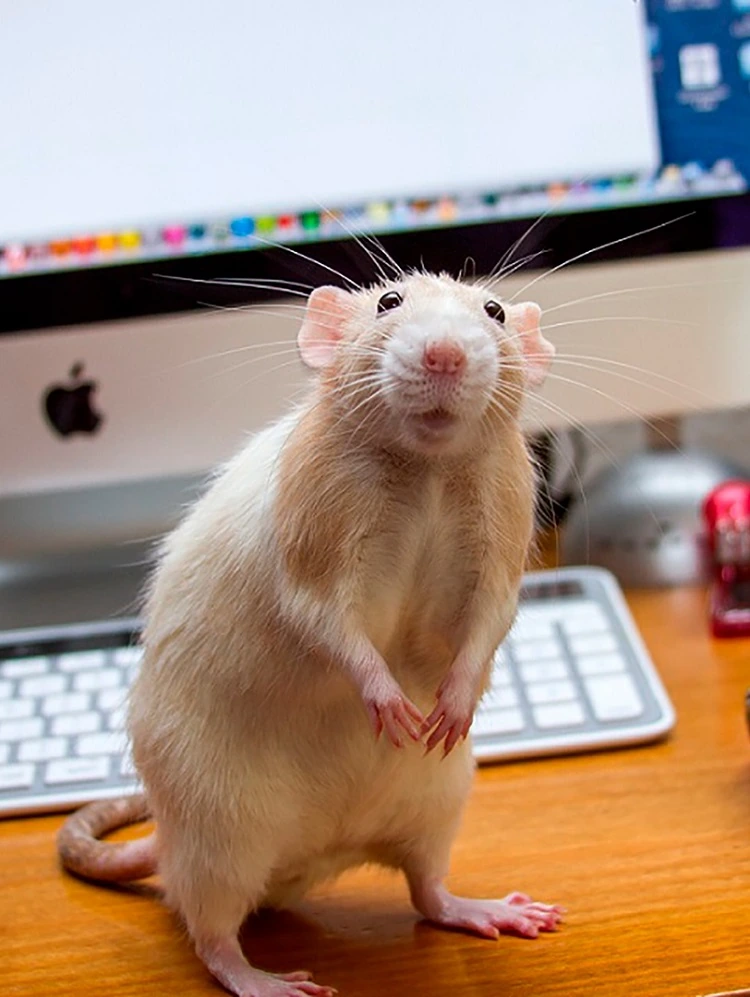 Rat animal domestique sur le bureau
