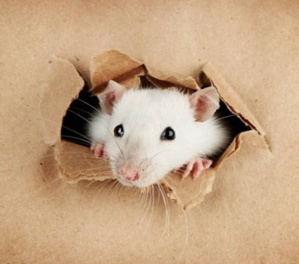 Rat blanc apres avoir mange un carton